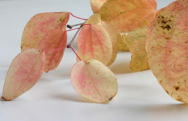 Katsura tree leaves in pink