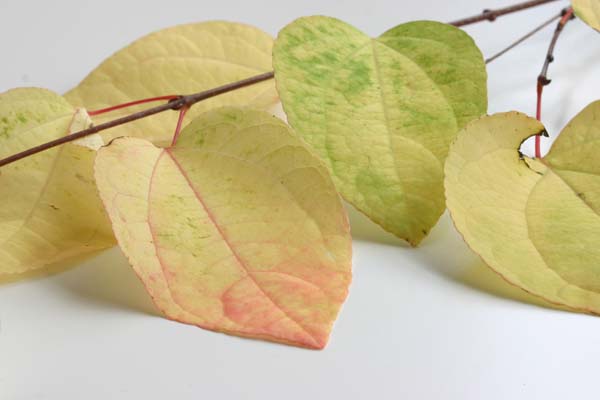 Katsura tree leaves