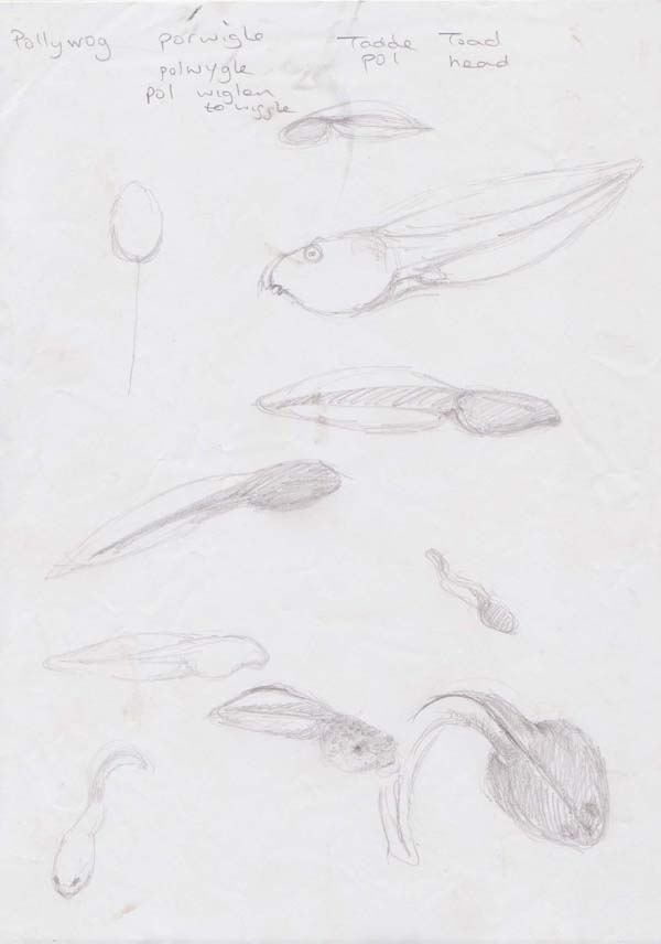 Sketches of tadpoles