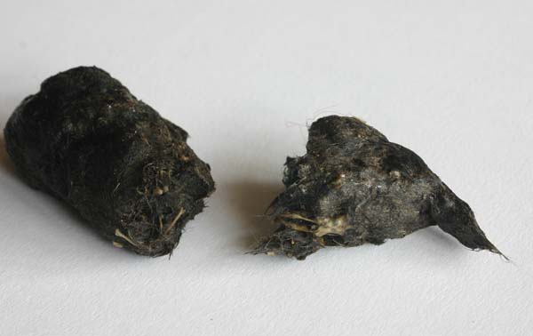 Owl pellet