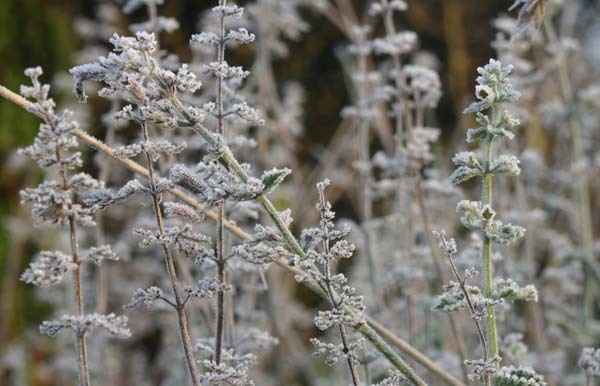 Frosty plant stems