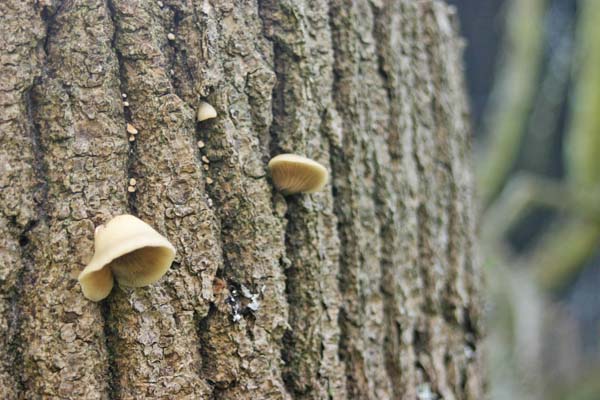 fungi growing on a tree