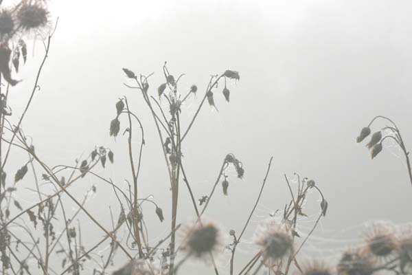Seed heads on a misty morning