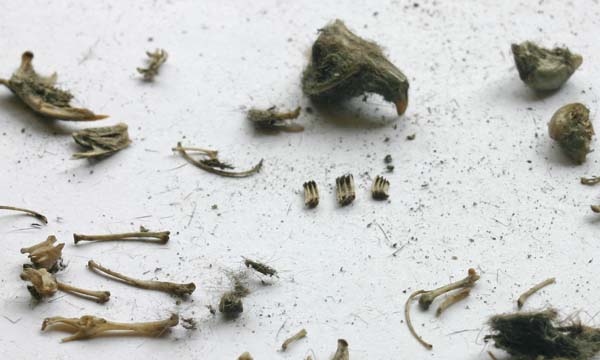 Teeth of a vole