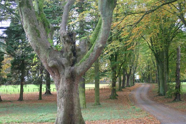 Tree lined driveway