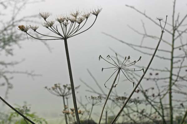 Seed heads heavy with dew