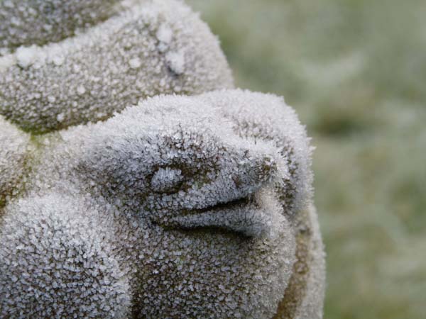 Bird sculpture feathered by frost