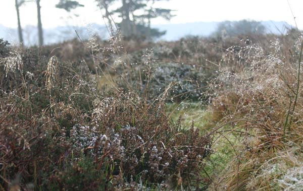 The frost melts on heather
