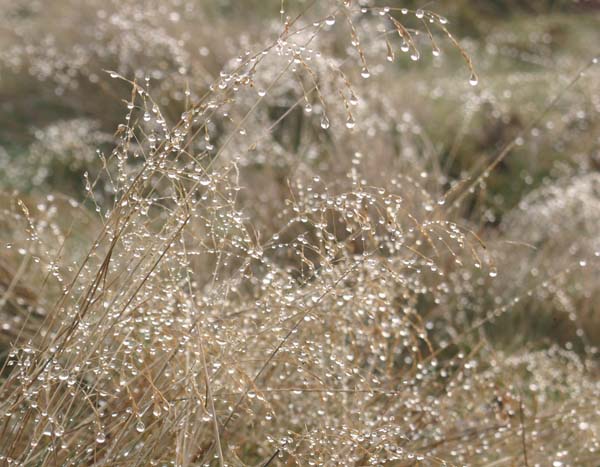 frost melting on moorland grass