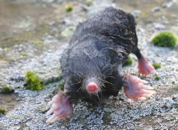 Mole found in the pond