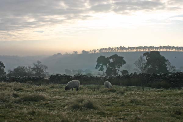 Frosty morning on the moor