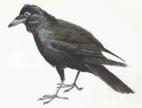Crow sketch in pastels