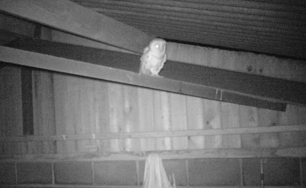 Barn Owl in my shed