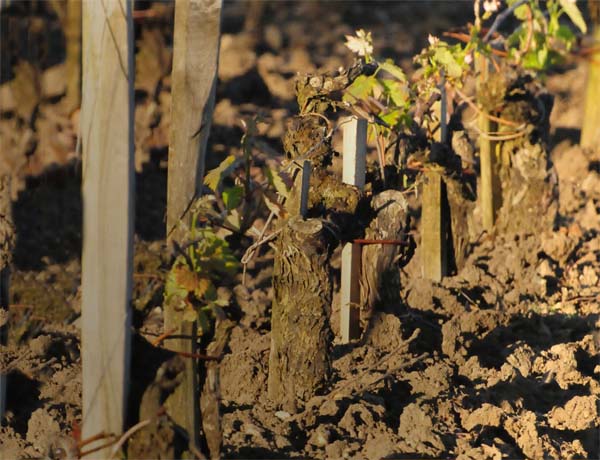 Vines at Chateau Margaux