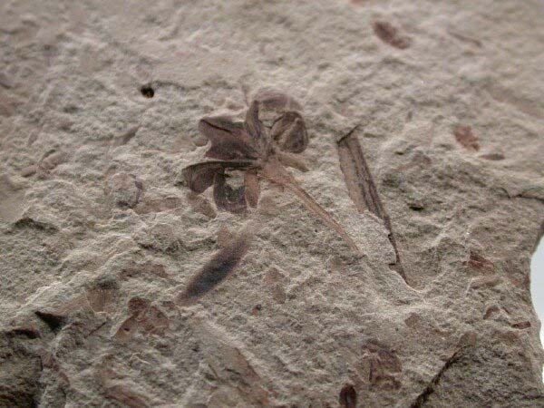 Flower fossil