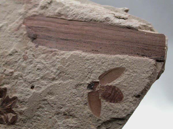 Flying beetle fossil