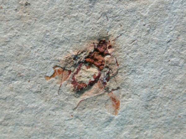 Beetle fossil
