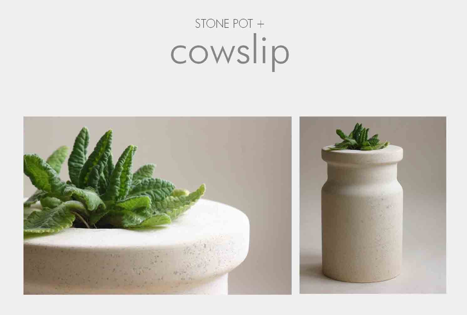 stone pot and cowslip