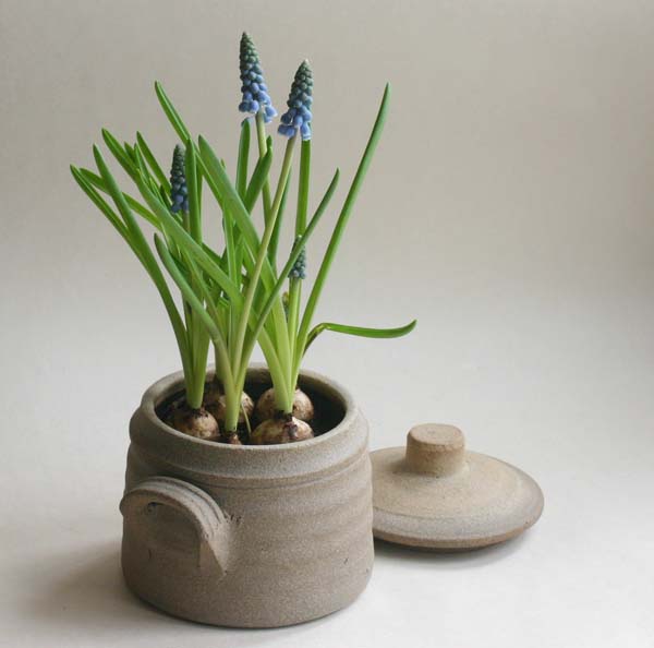 Muscari bulbs in a pot