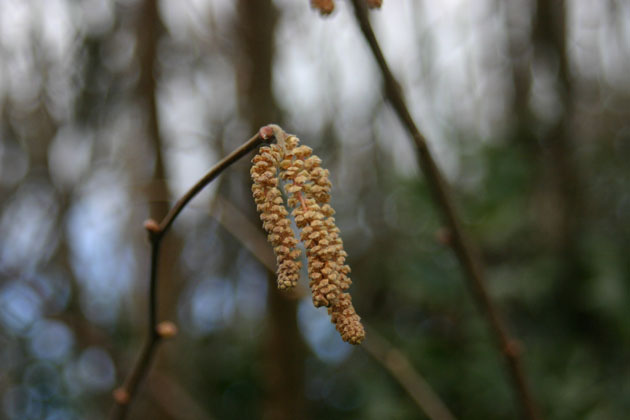 hazel catkin