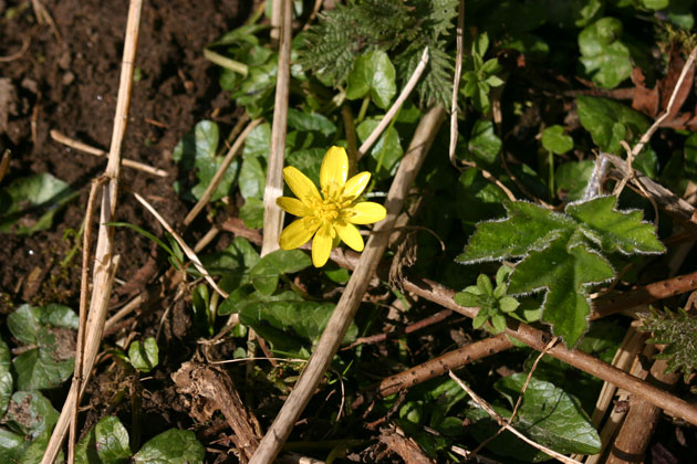 celendine