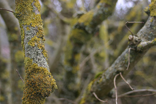 forest of lichen