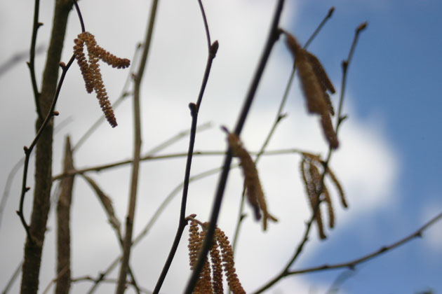 hazel catkin