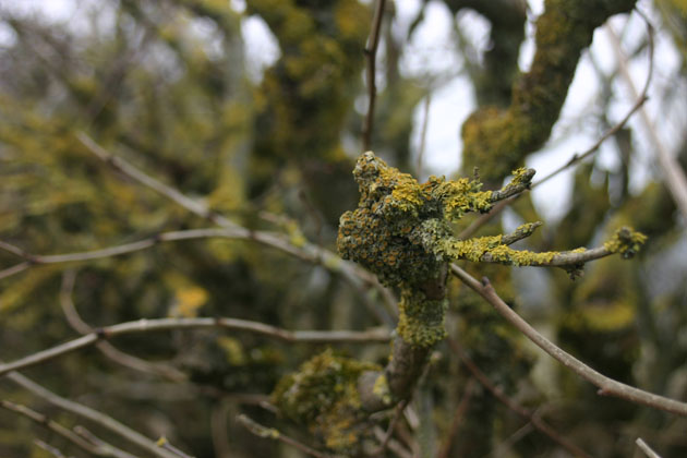 lichen green