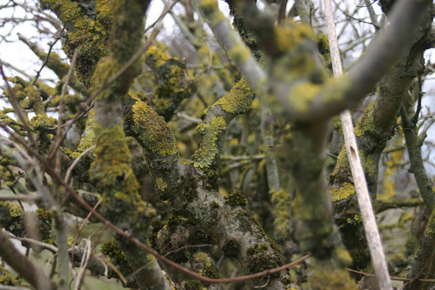 lichen