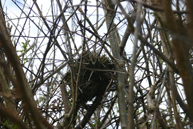 Nest