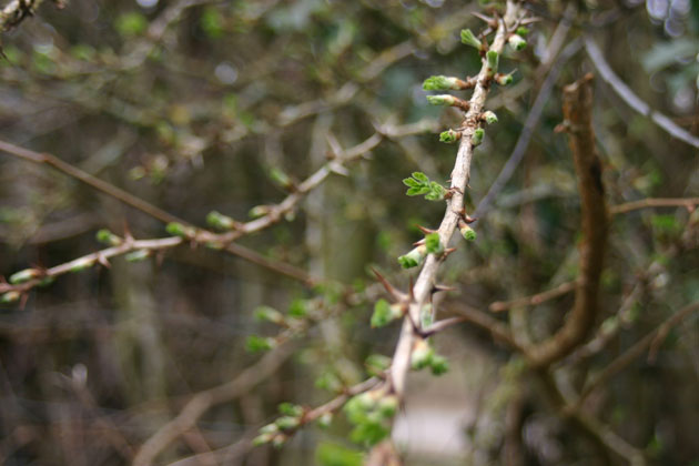 wild gooseberry