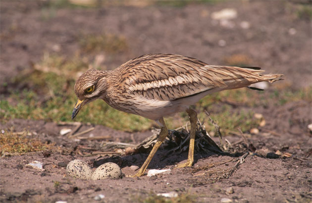 Stone Curlew with eggs