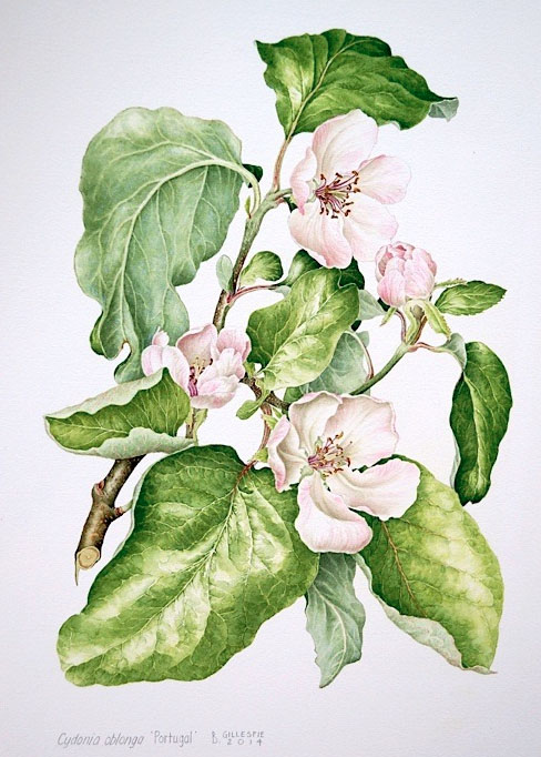 Bridget Gillespie botanical illustrator