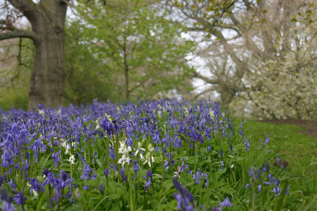 bluebells