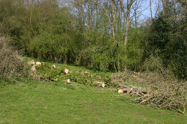 fallen Ash tree