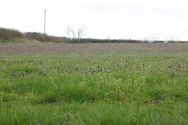 wildflowers in field