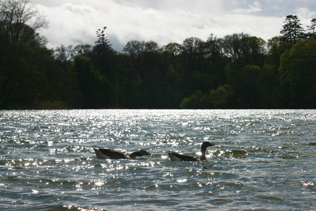 geese on the lake