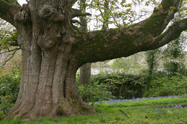 huge tree