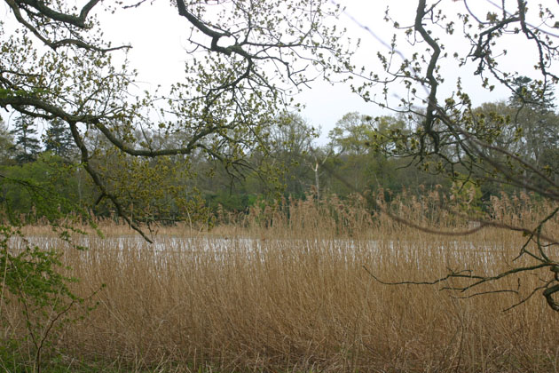 Hirsel lake through the reeds