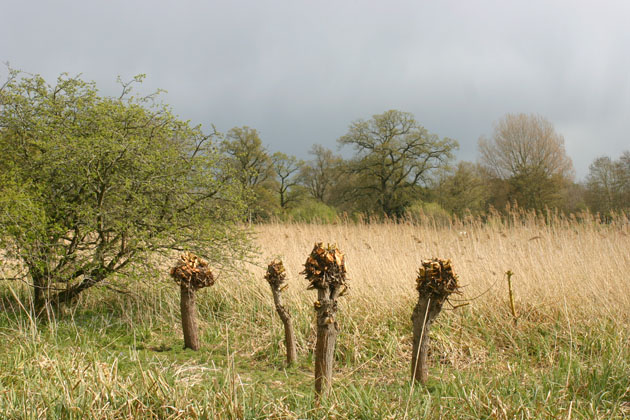 newly pollarded willow