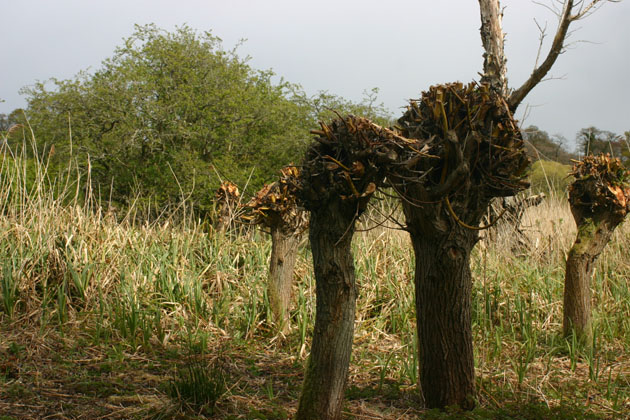 pollarded willow