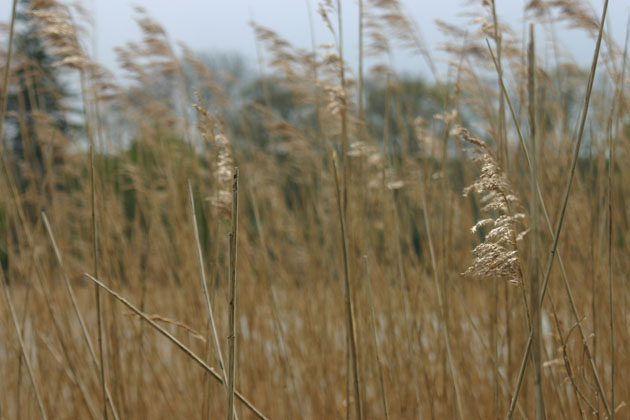 reeds lakeside