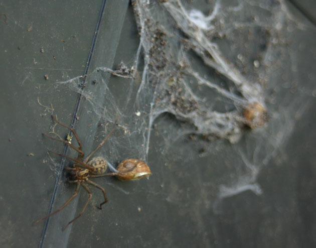 spider in my greenhouse