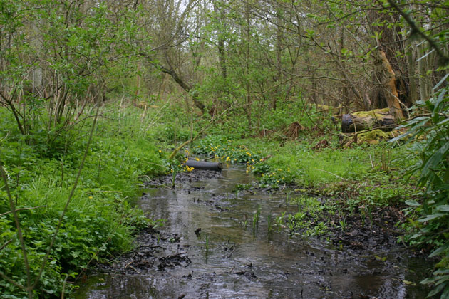 Stream in the woodland