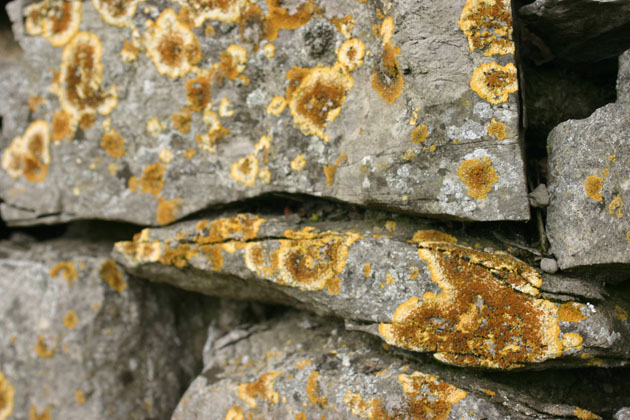 sunburst lichen on stone