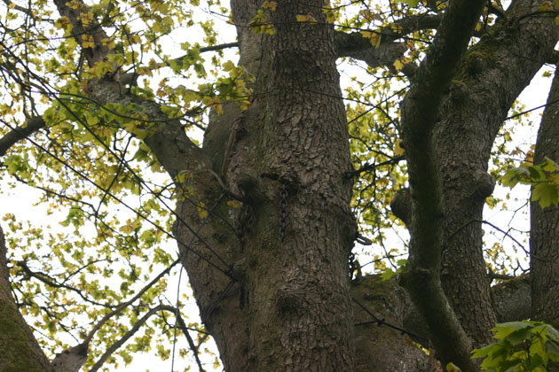 tree with chains