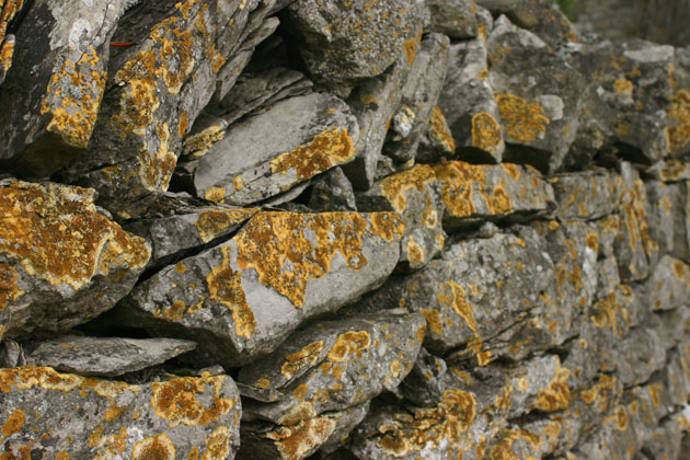 lichen on wall