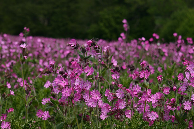 A meadow of Red Campion