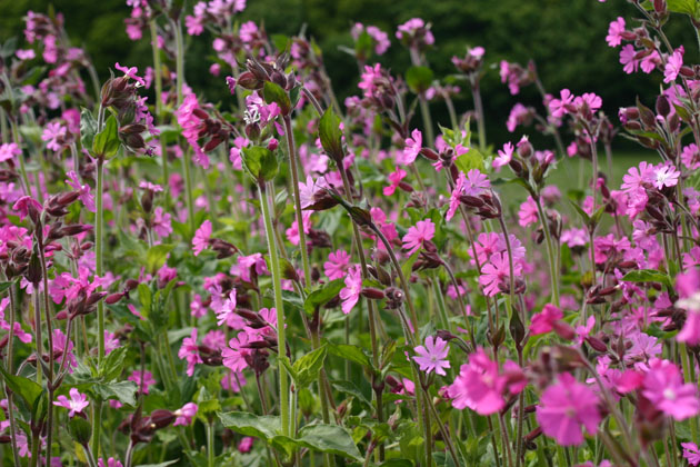 Meadow of Red Campion