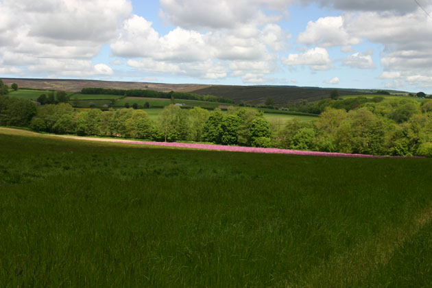 Red Campion Meadow